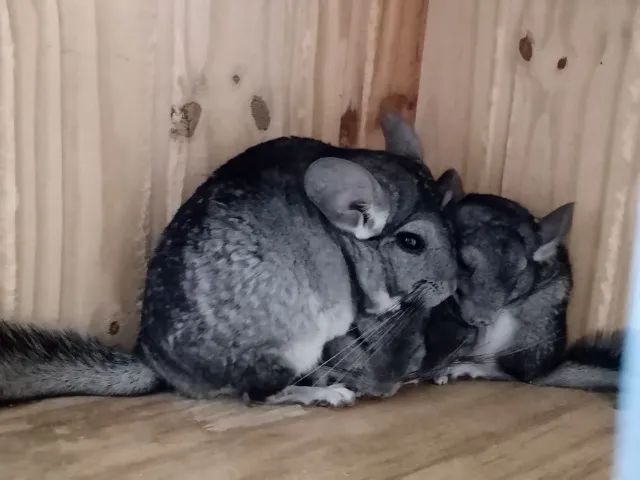 Filhotes de Chinchila Standard  - Foto 4