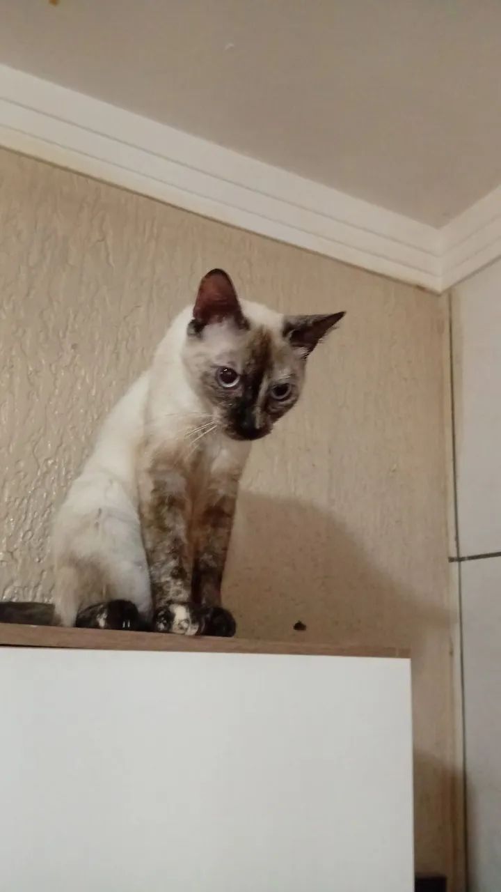 Animais de estimação  - Foto 5