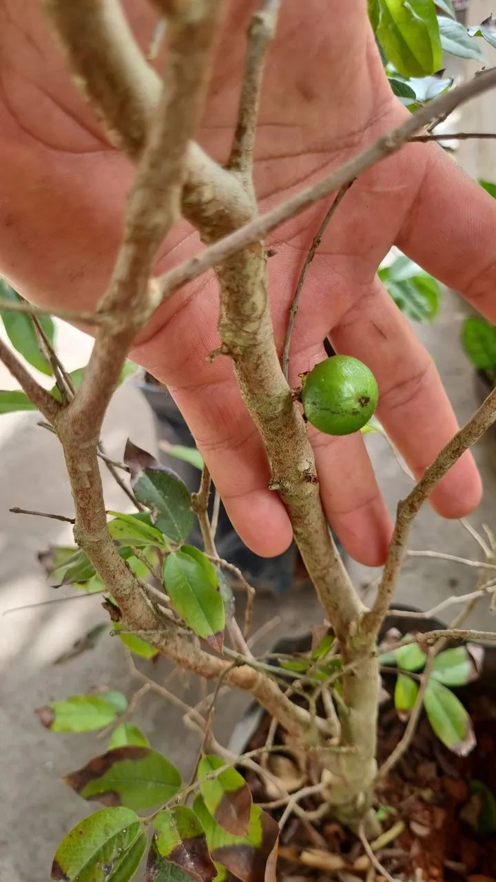 Mudas de Goiaba e Jaboticaba Enxertadas - Diversas Variedades!