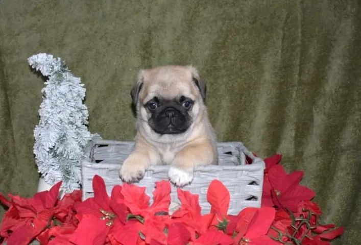 Pug,Pug Filhote Saudável Excelente Companhia