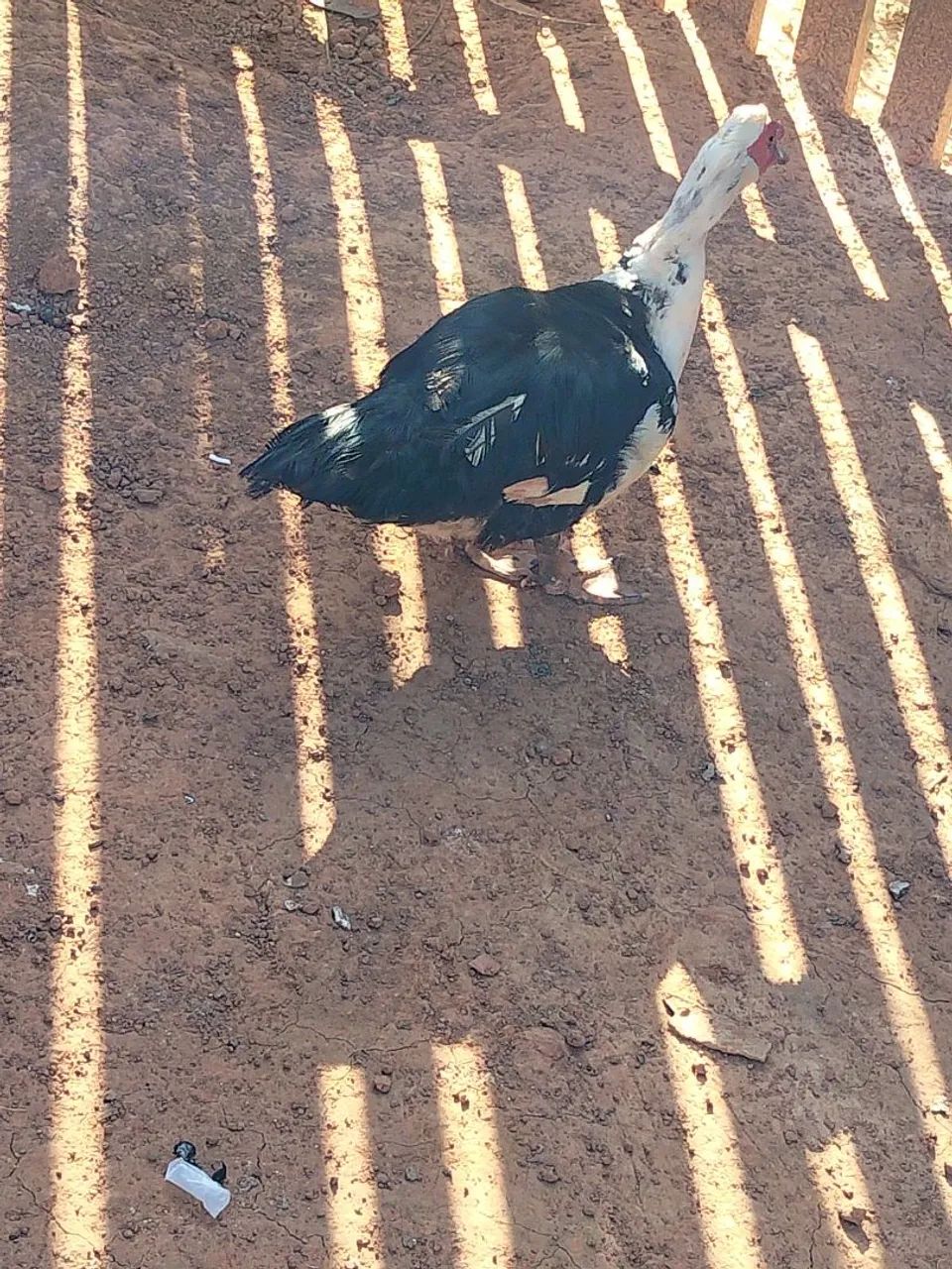 Pato - Foto 2