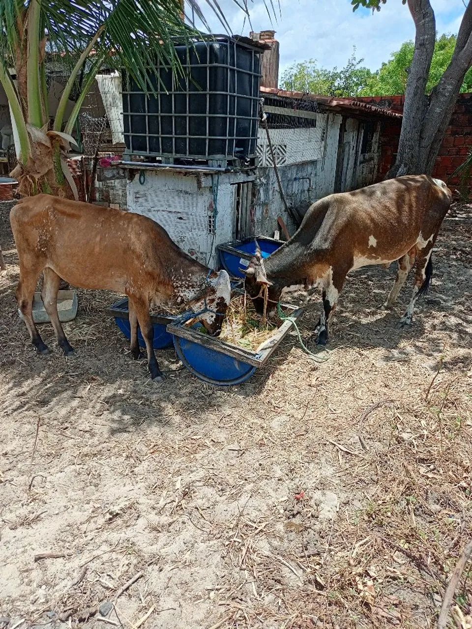 Garrote e novilhota  - Foto 4