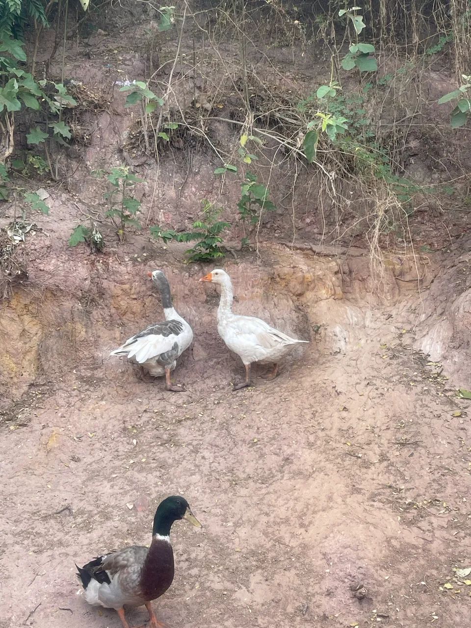 Vendo gansos 2 fêmea e um macho  - Foto 2