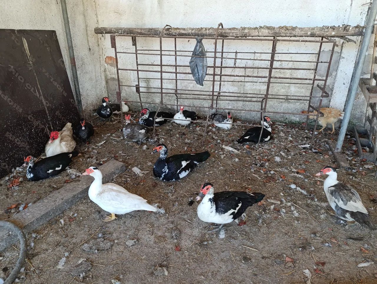Patos  - Foto 2