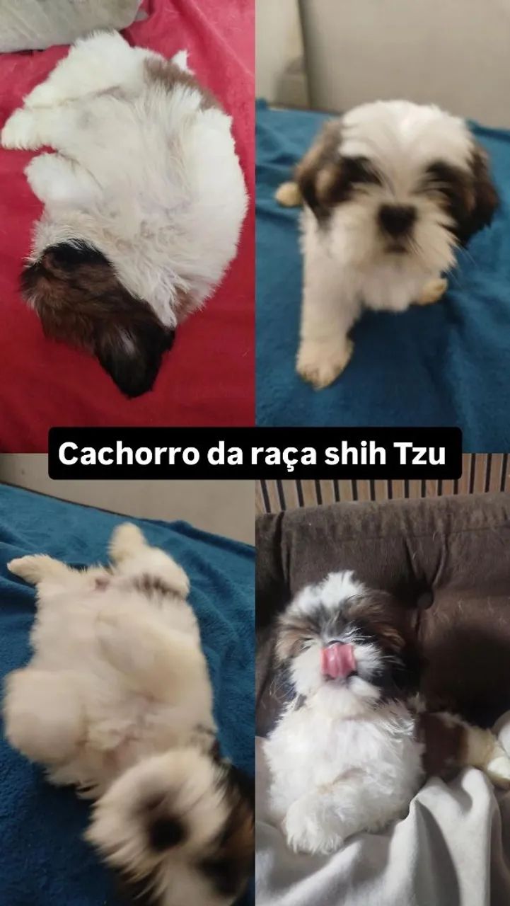 Cachorro da raça shih Tzu  - Foto 2