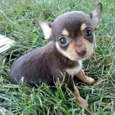 Chihuahua lindo 