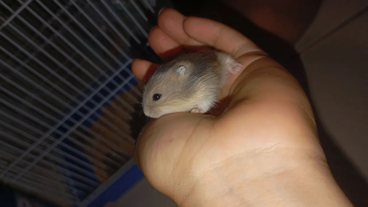 hamster anão russo  - Foto 2