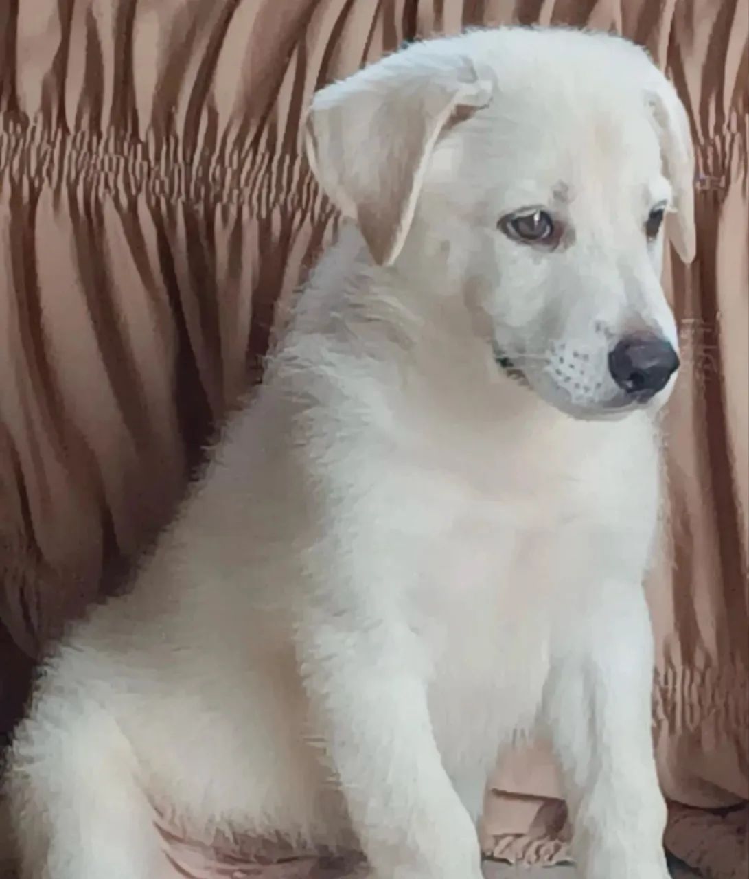 vende-se pastor suíço branco 