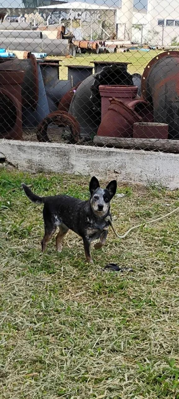 Doação cachorra 