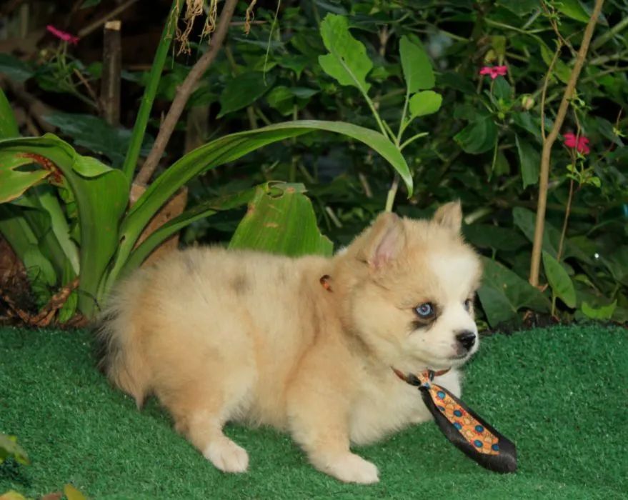 Filhote macho !!! pomsky f3 !!! Mini !!! - Foto 3