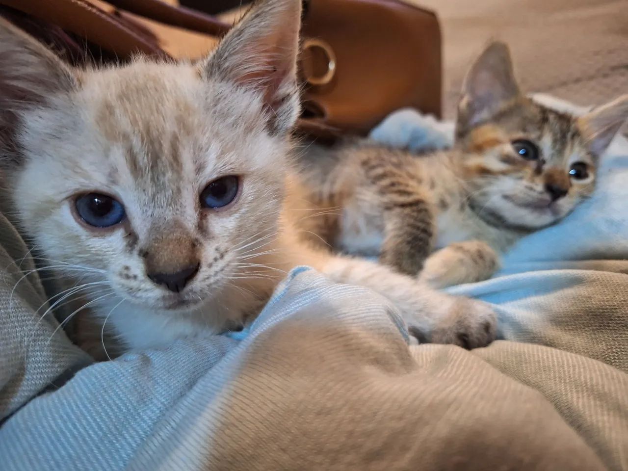 duas gatinhas pra adoção  - Foto 2