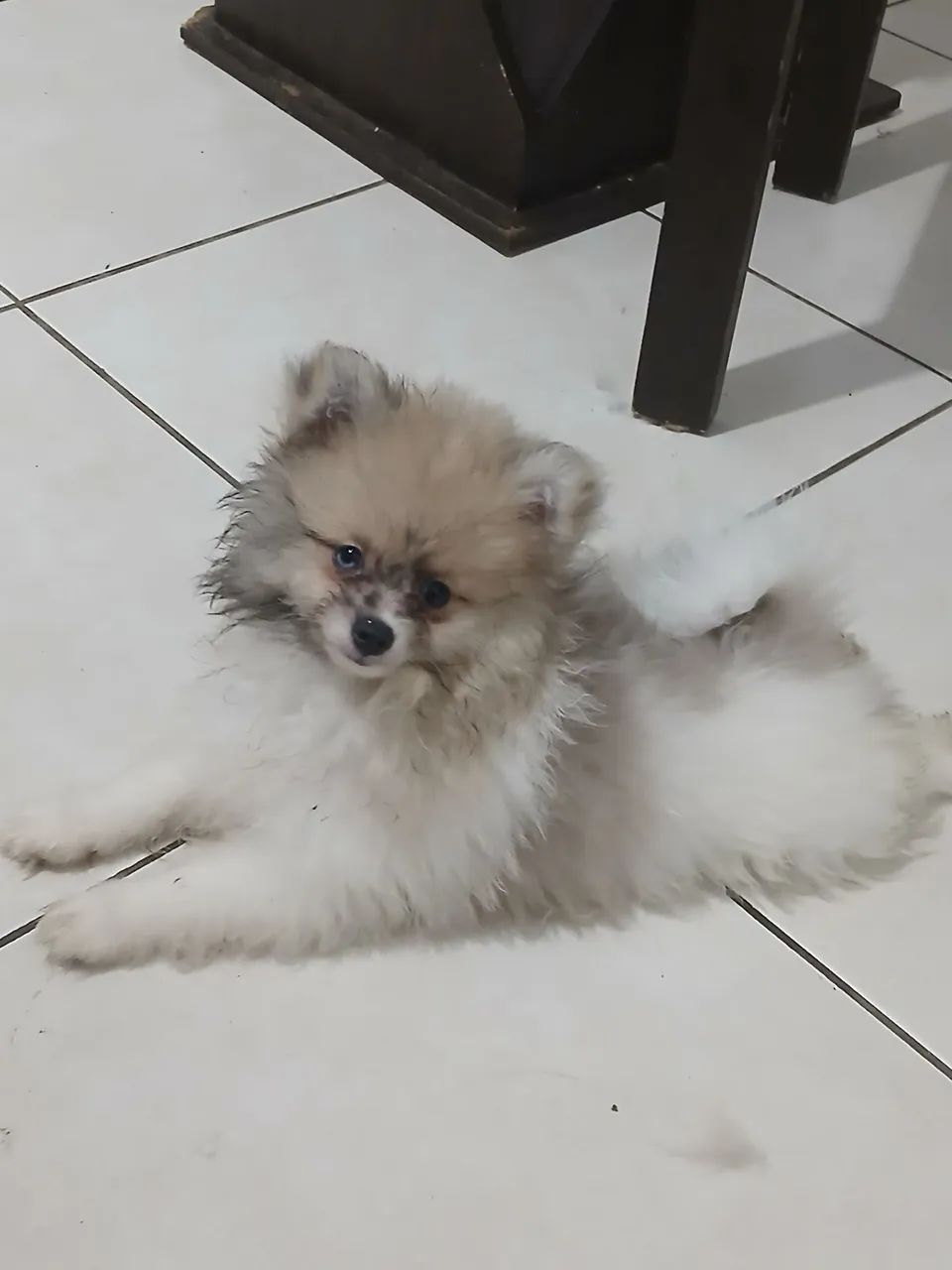 Filhotes spitz alemão  - Foto 5