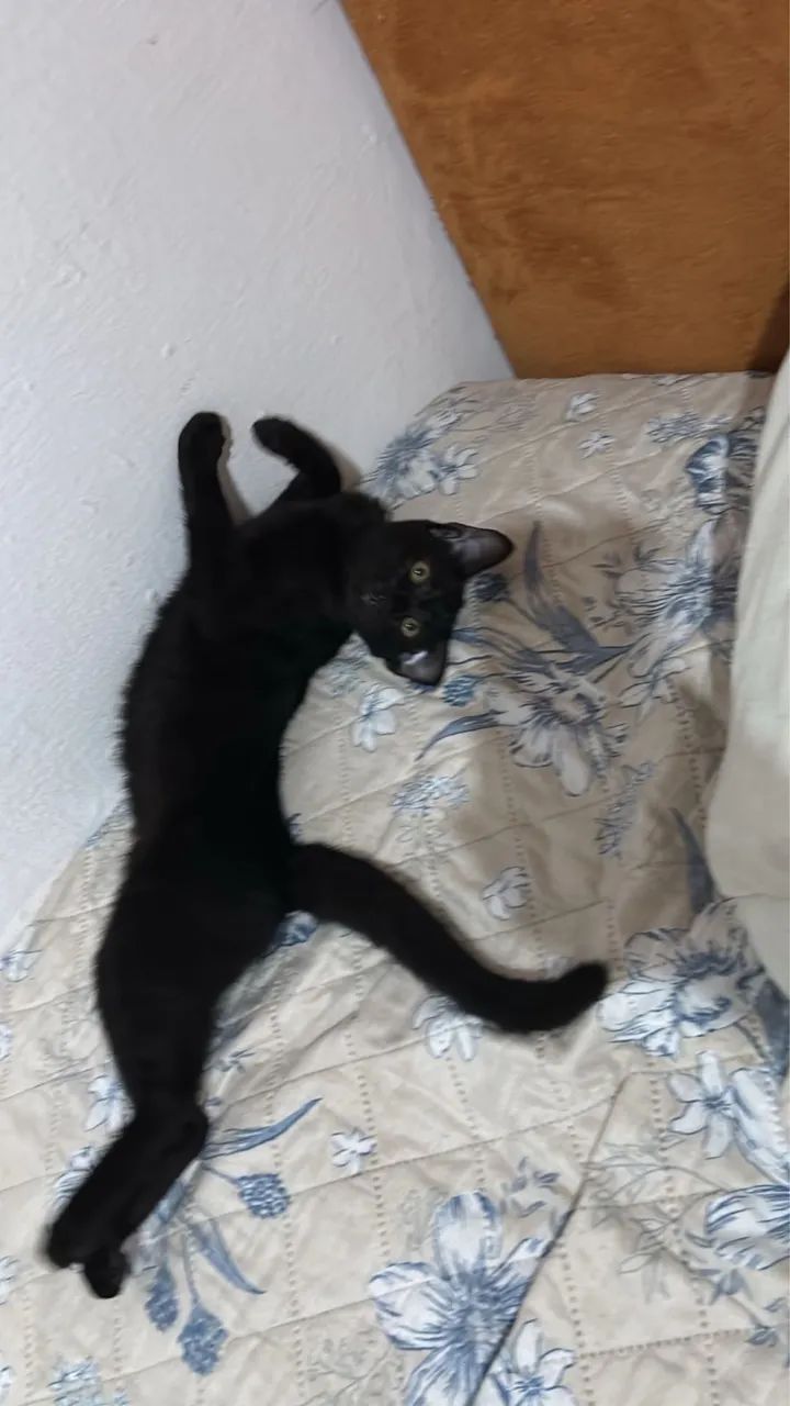 Gata - Foto 2