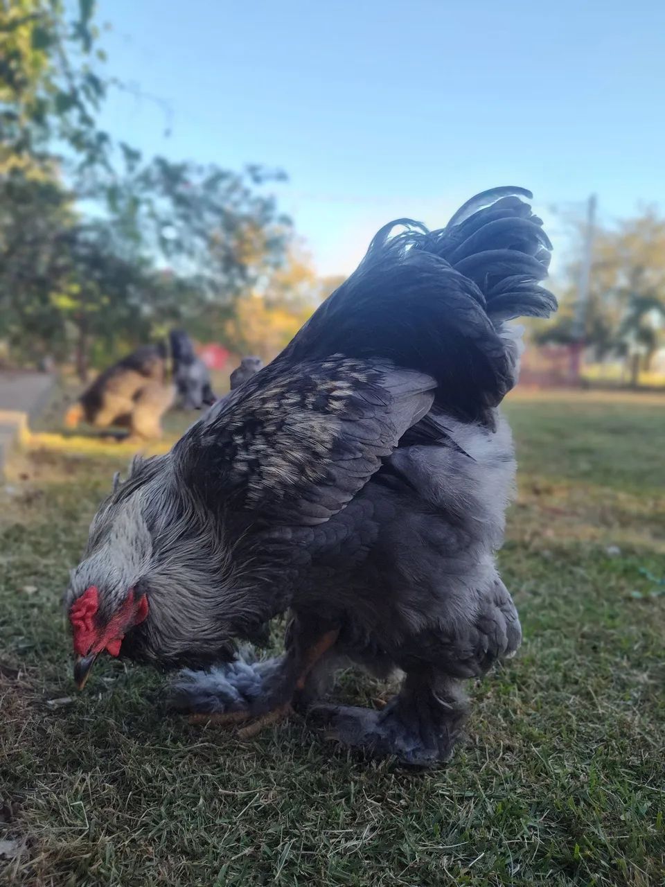 Aves Brahma  - Foto 3