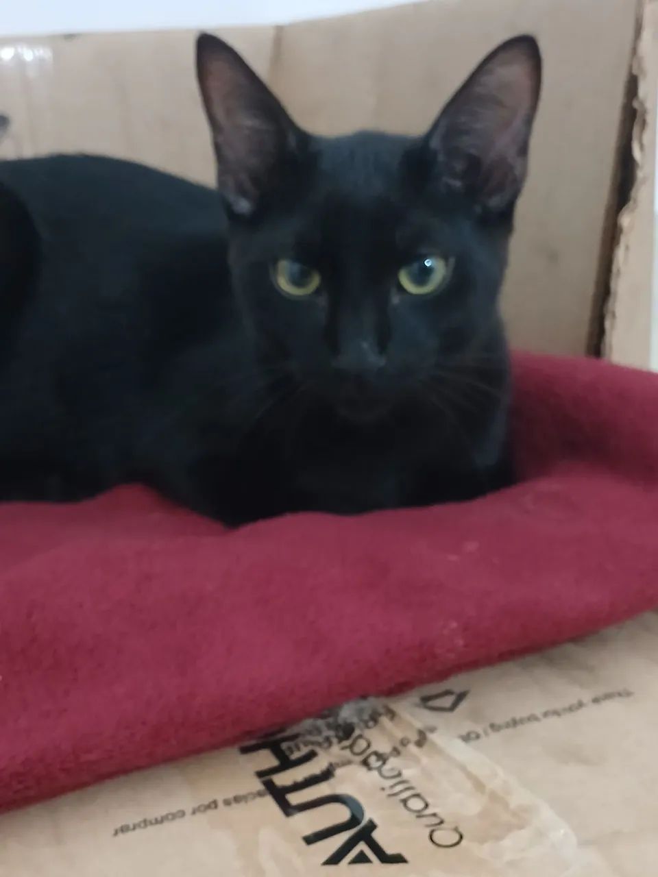 Gato para adoção