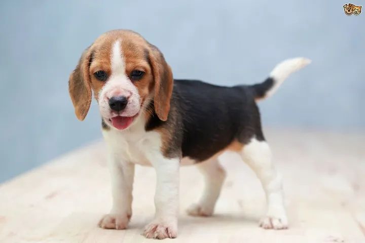 Beagle: Diversão garantida em casa