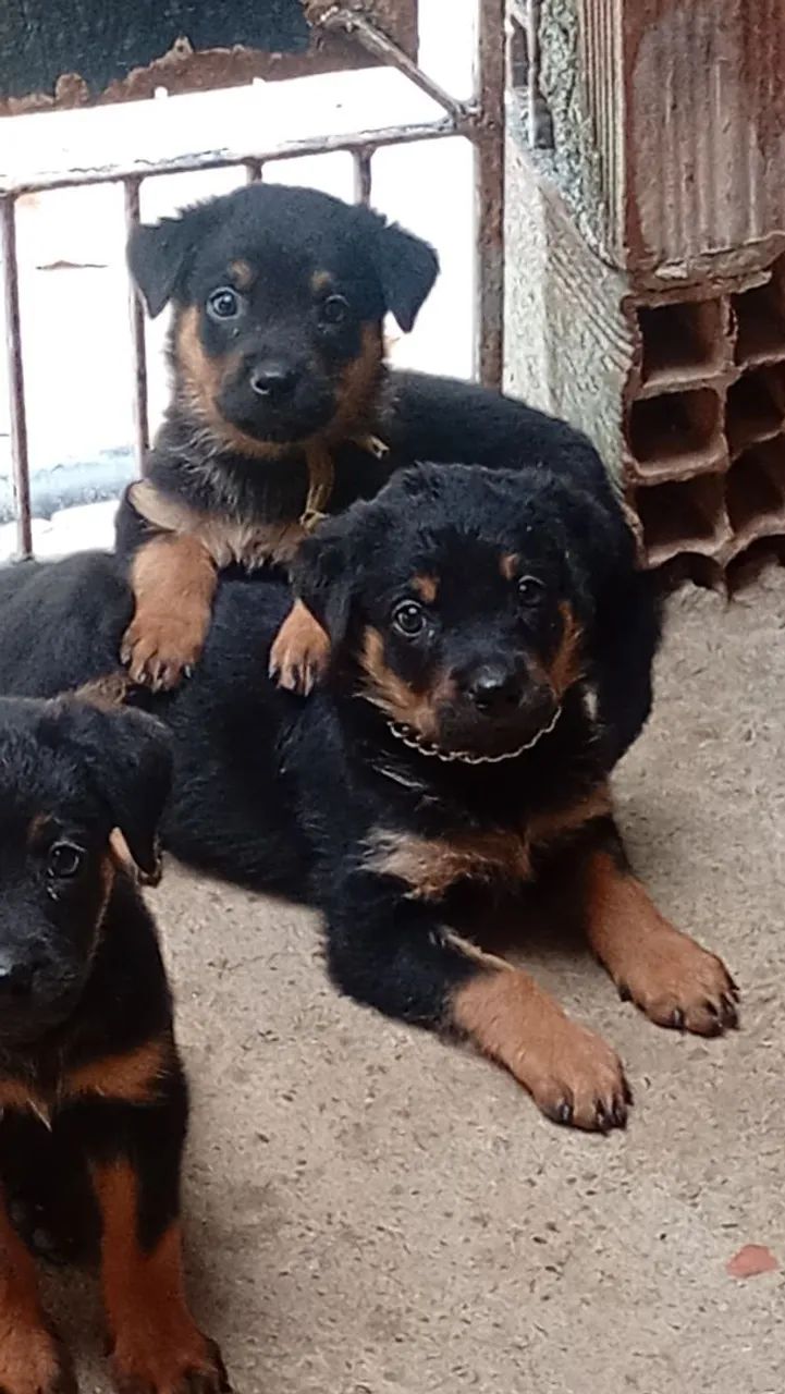 Rottweiler femia 