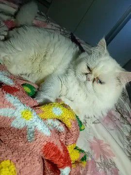 Gato macho persa 1 ano e meio 