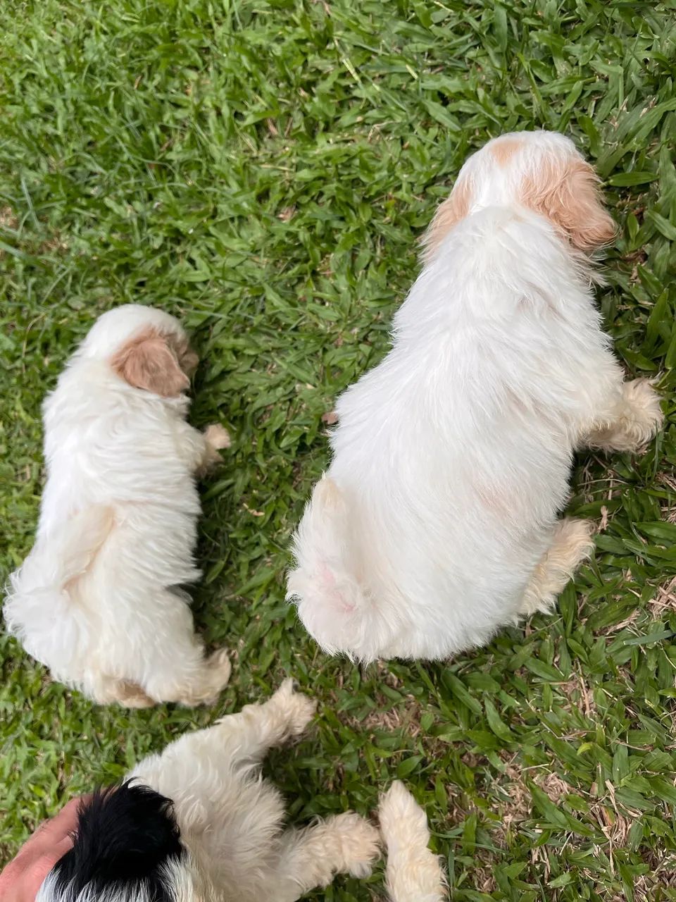Shih tzu - Foto 2