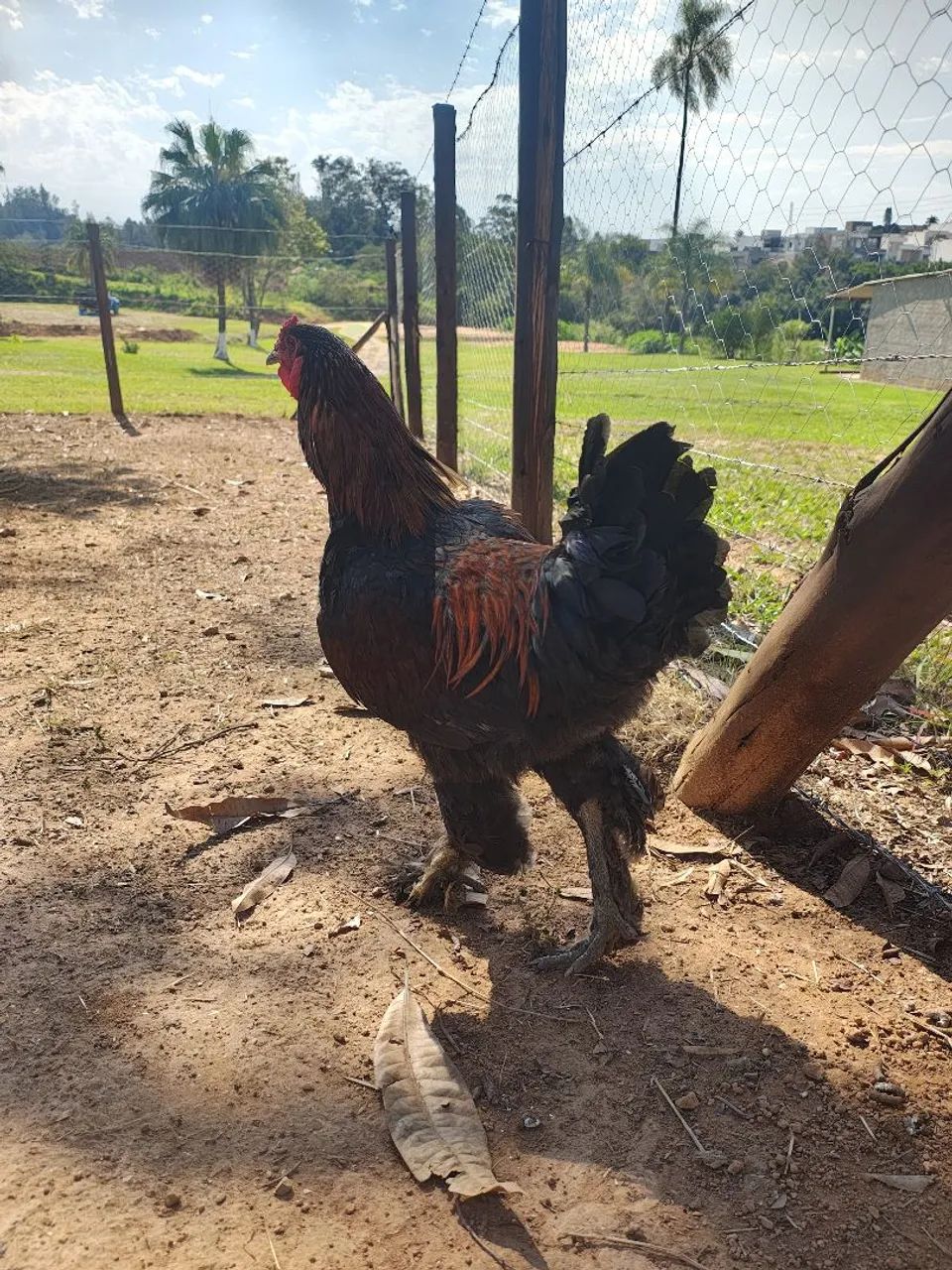 Vende de se - Foto 4