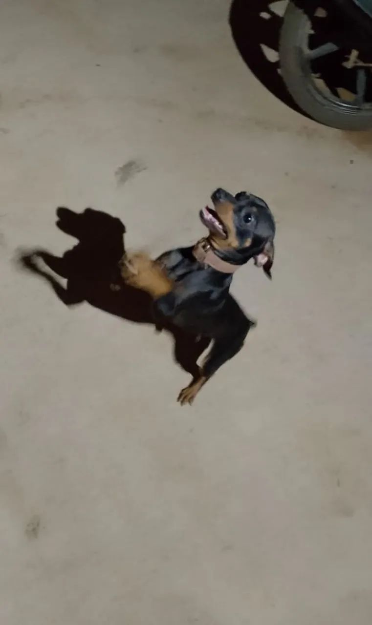 Vendo Pinscher *  - Foto 3
