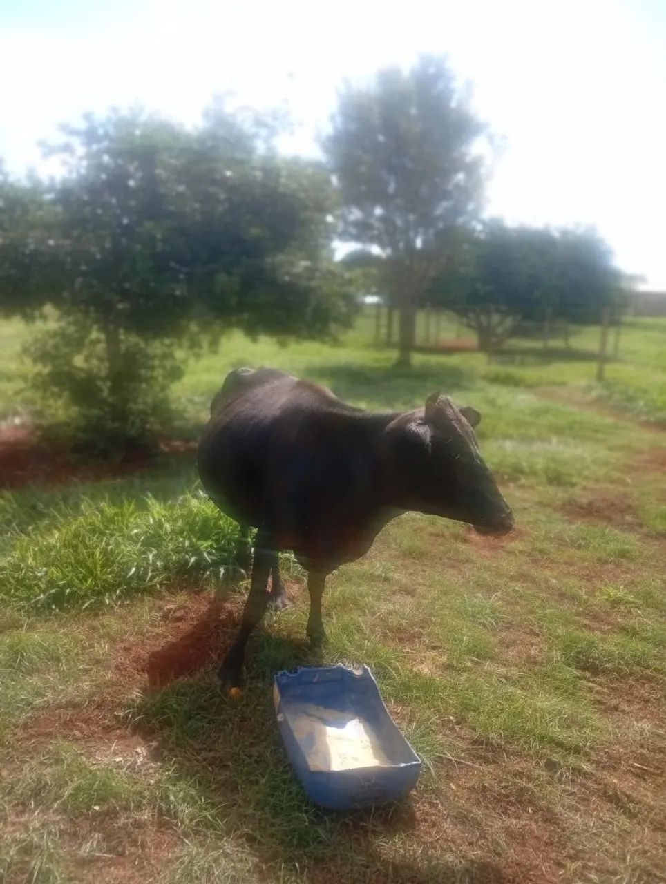 Vendo vaca leiteira mojando 4500,00 - Foto 3