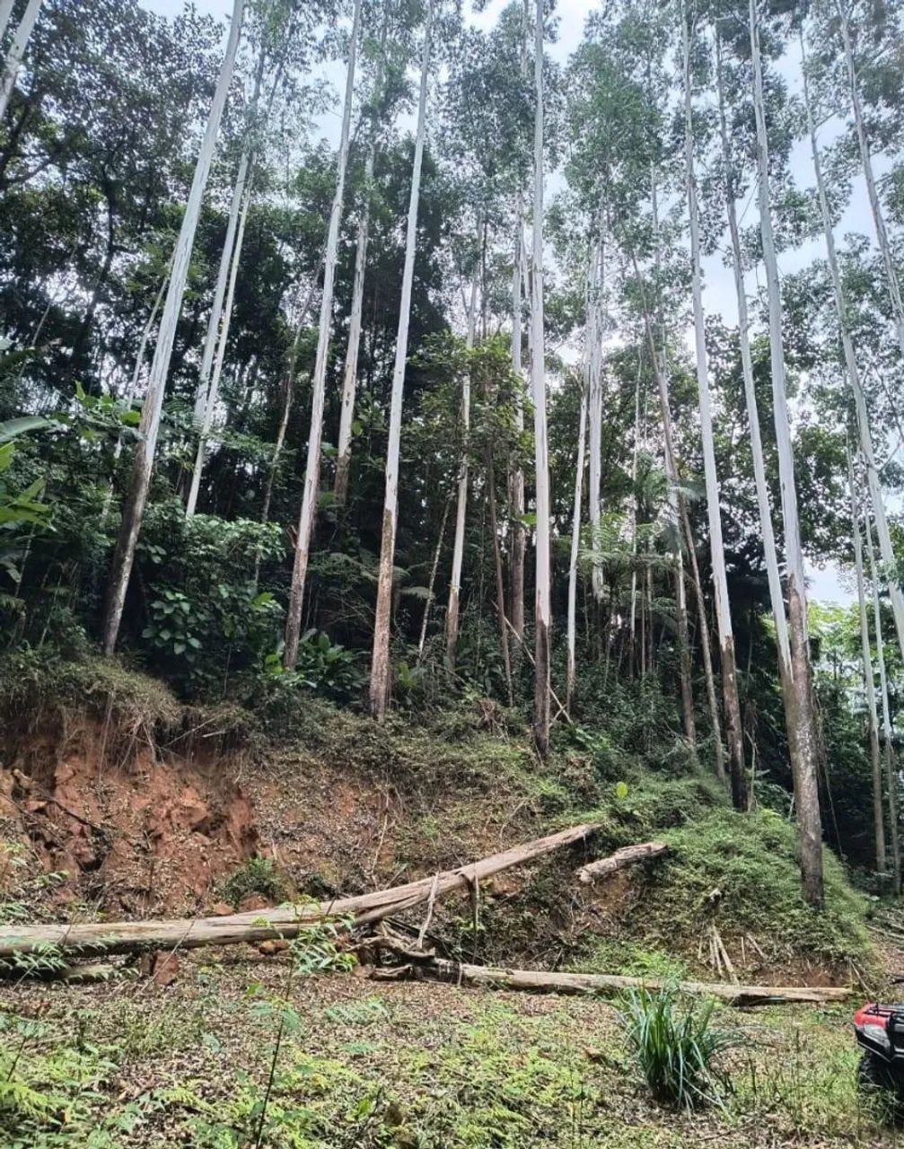 VENDO CHÁCARA EM 3 RIACHOS BIGUAÇU  - Foto 2