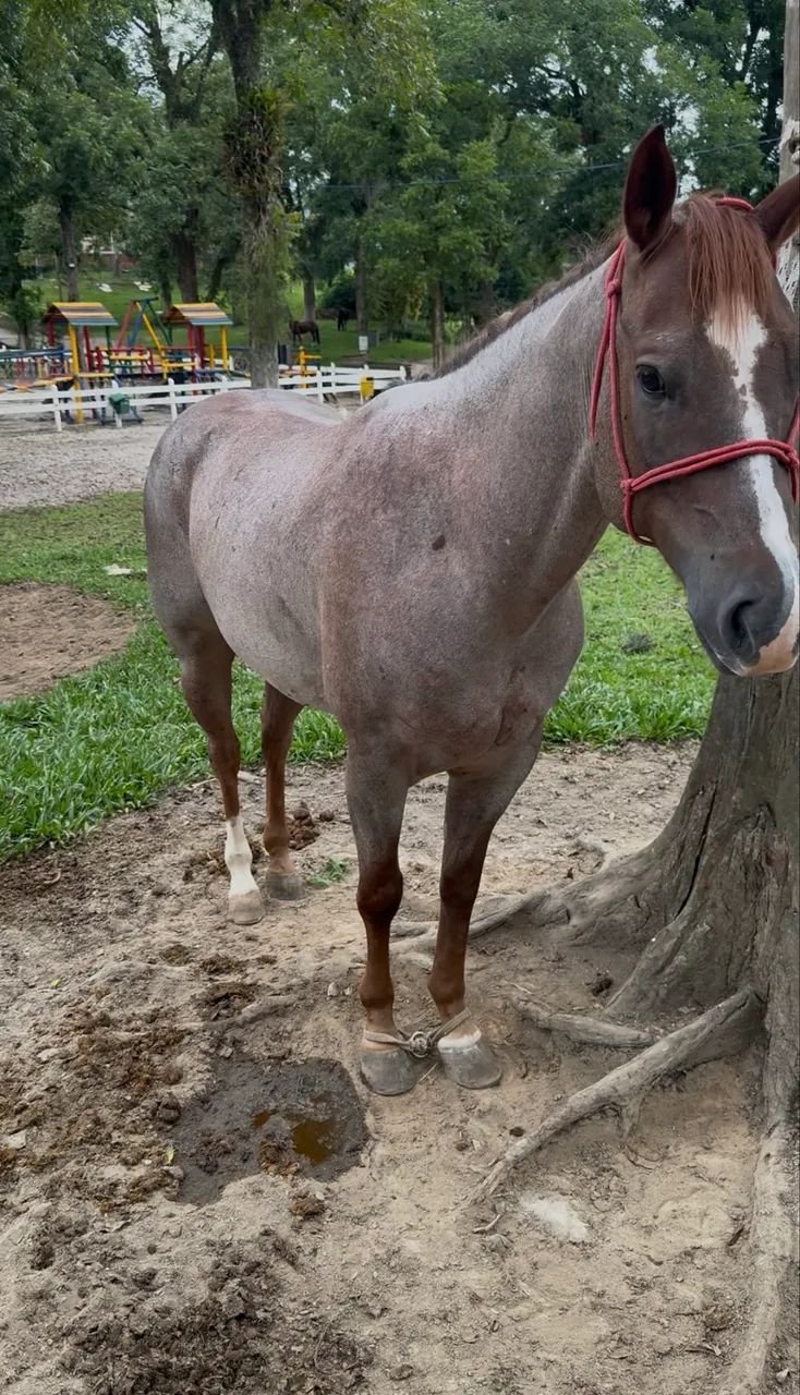Cavalo Rosilho QM - Foto 5