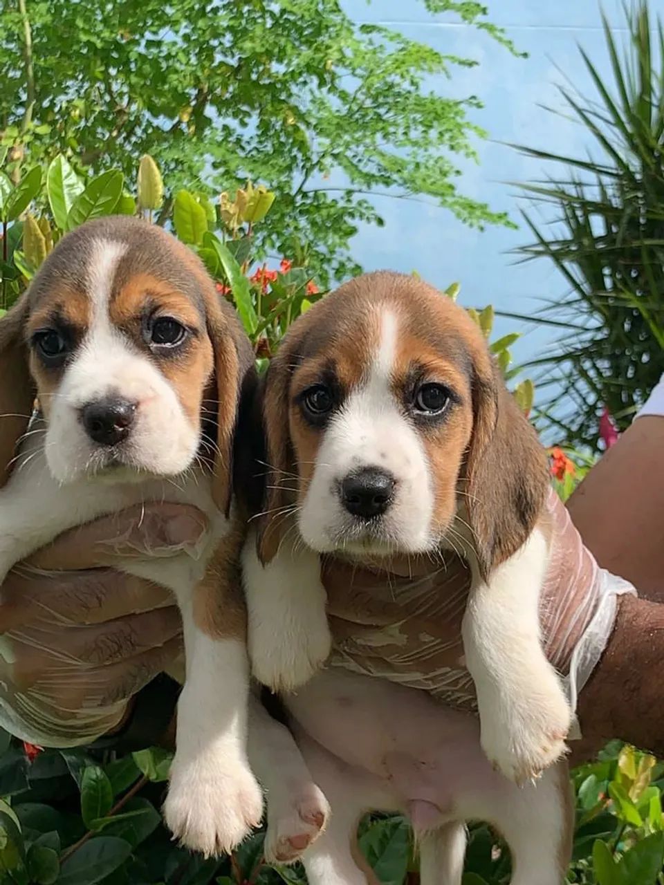 Beagle 13polegadas com pedigre disponíveis para venda  - Foto 2
