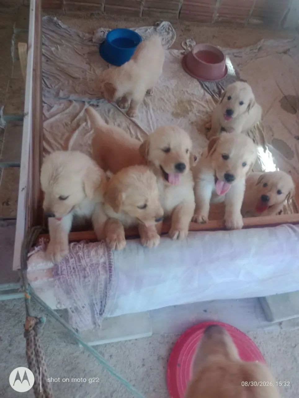 Filhete de Golden Retriever  - Foto 5