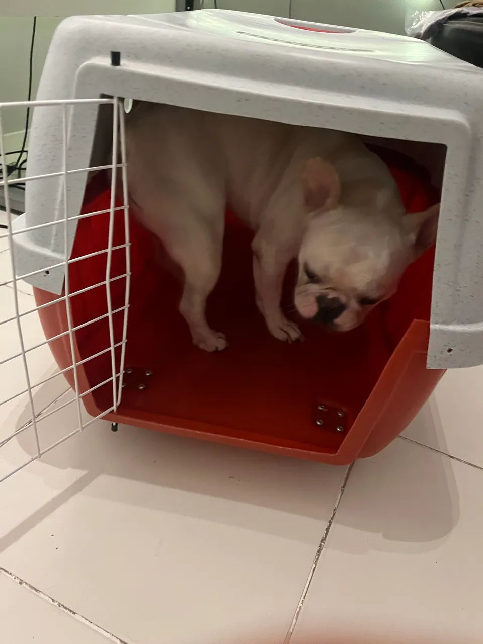 Caixa para cachorro transporte