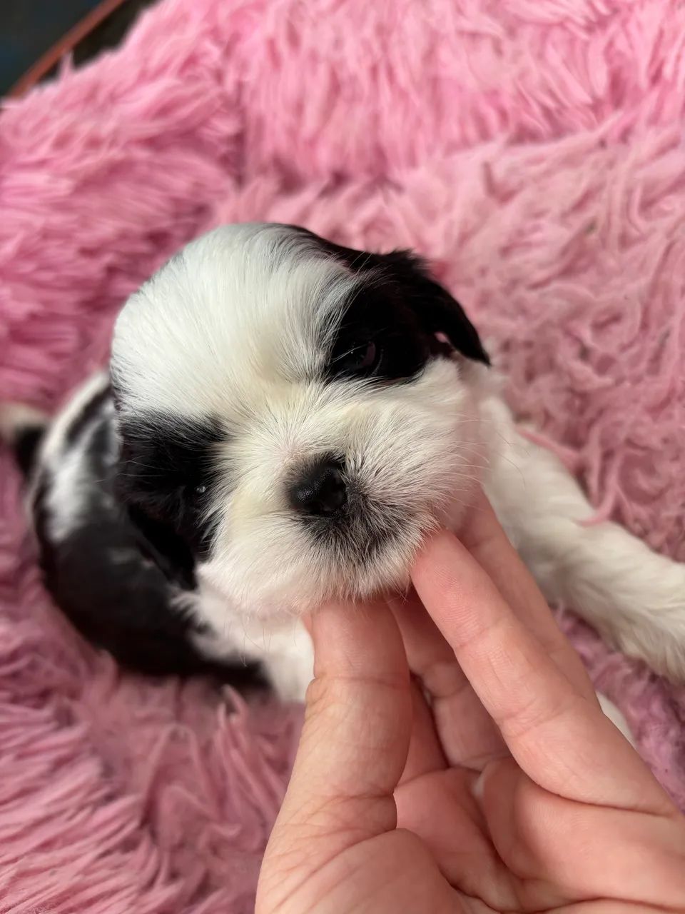 Shihtzu Macho  - Foto 2