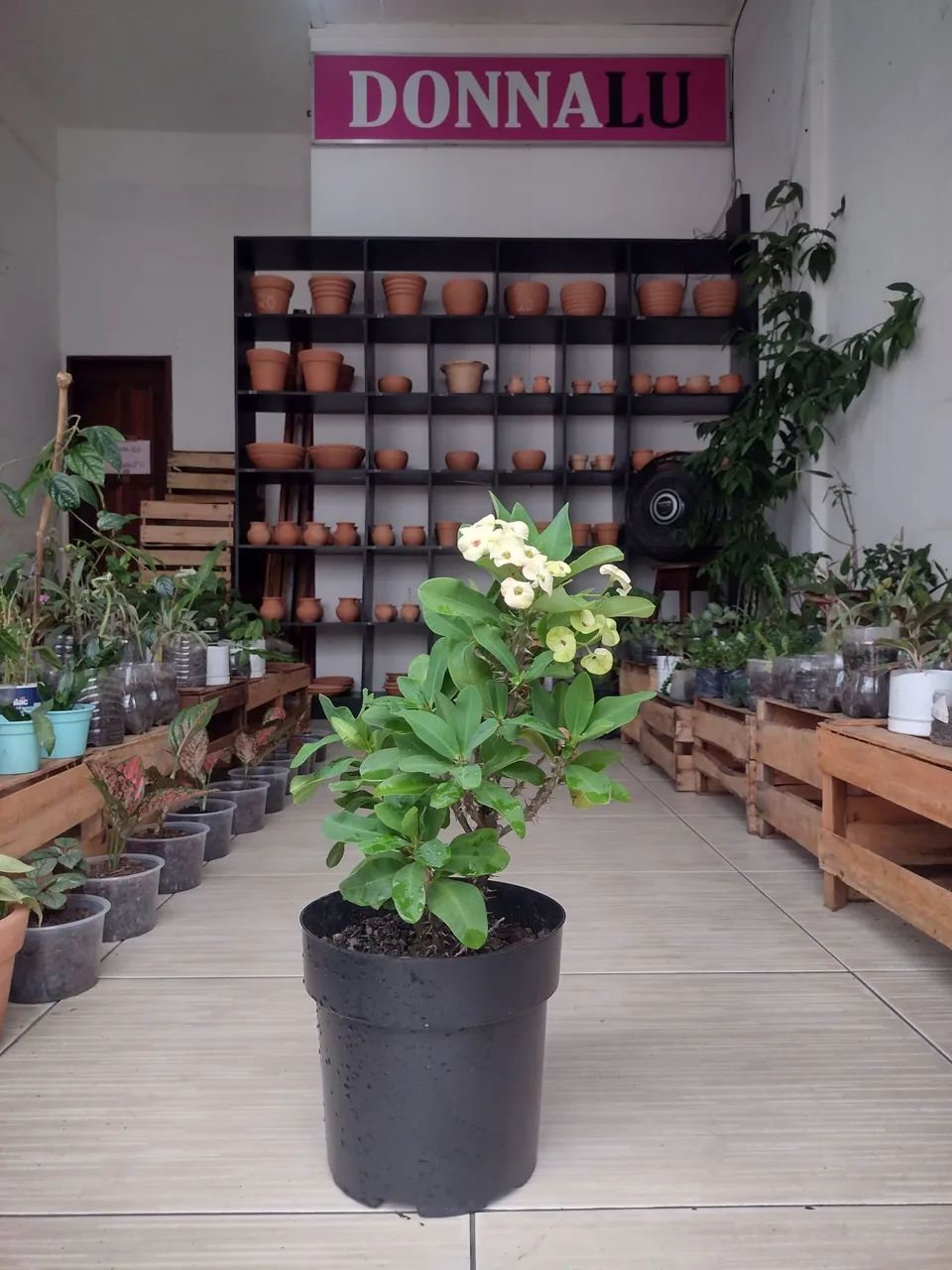Plantas Naturais  - Foto 2