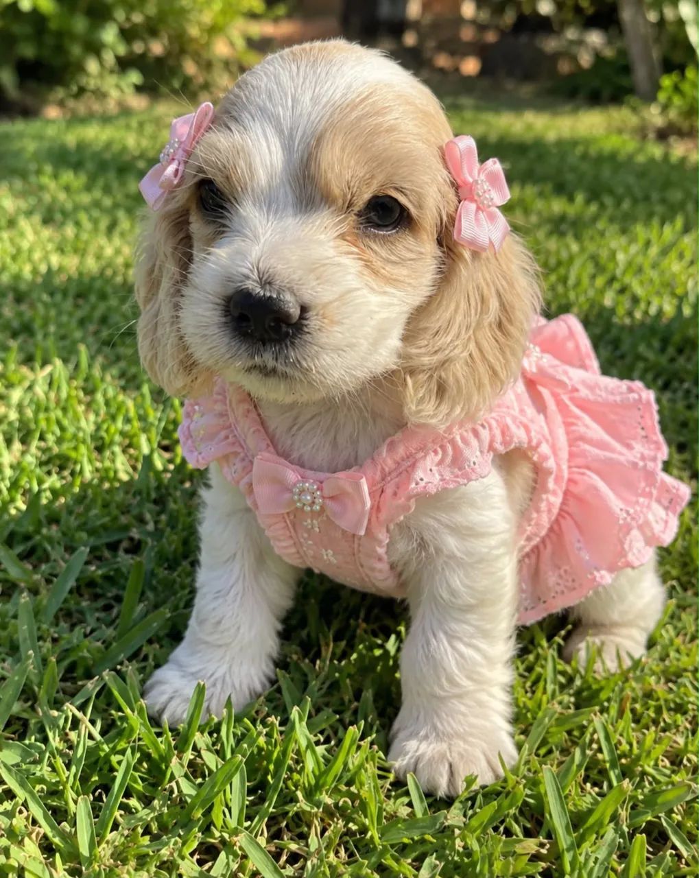 Coker spaniel - Foto 3