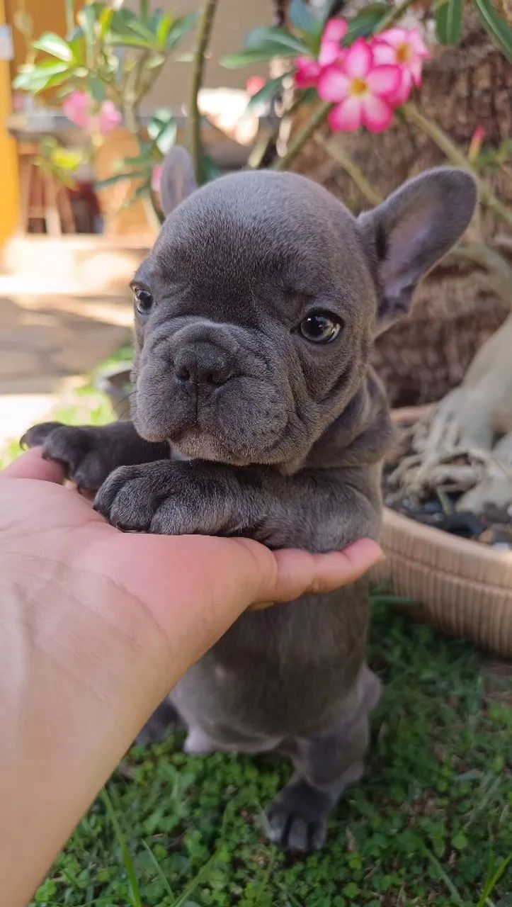 Buldogue francês blue  - Foto 5