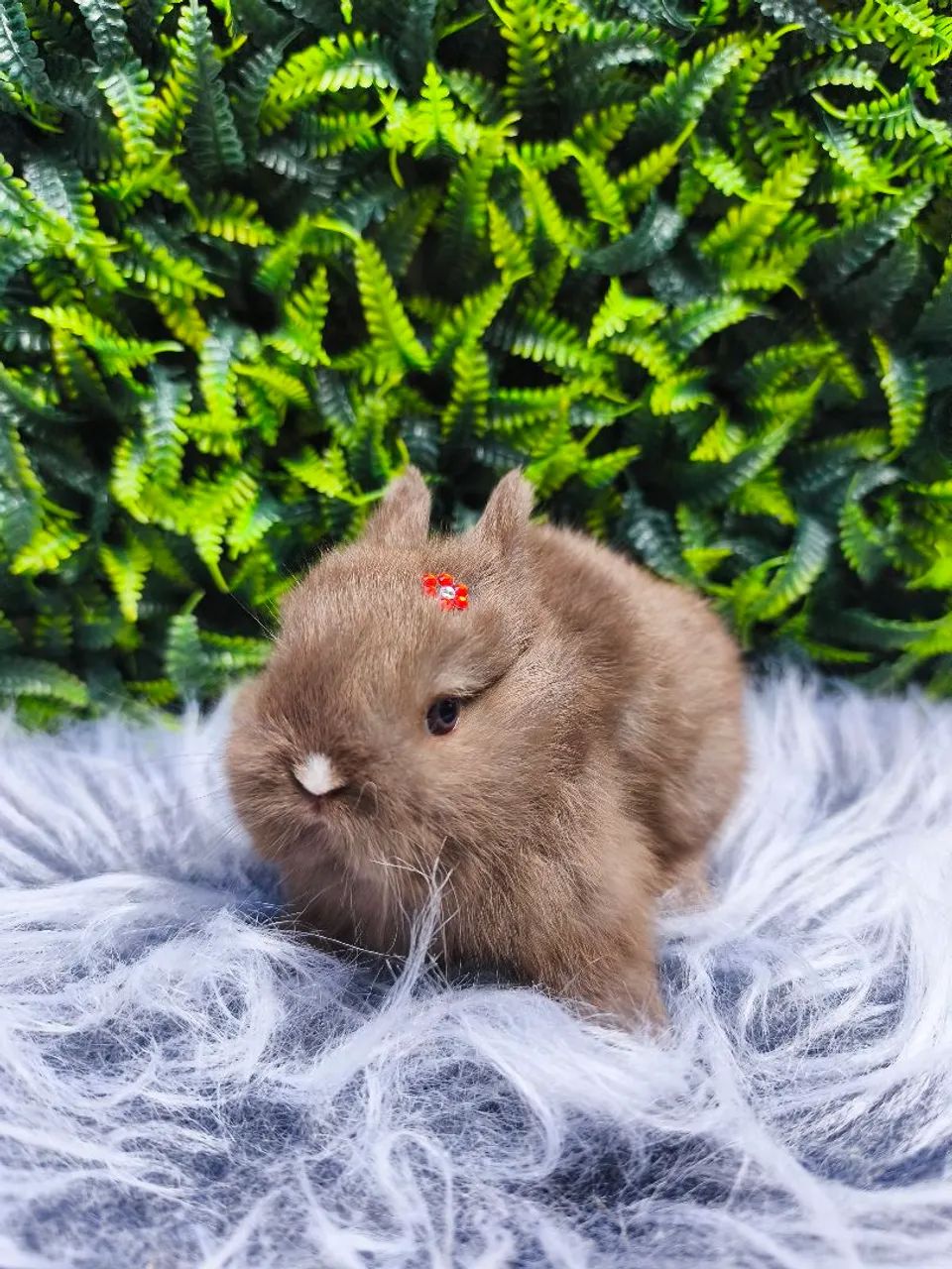 Coelho anão Raça Netherland Dwarf  - Foto 4