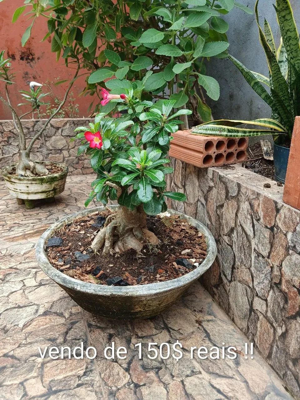 Plantas do deserto  - Foto 2