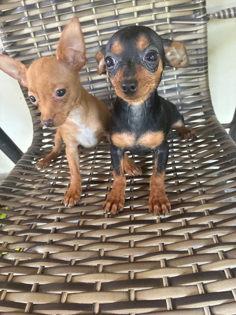 Pinscher 