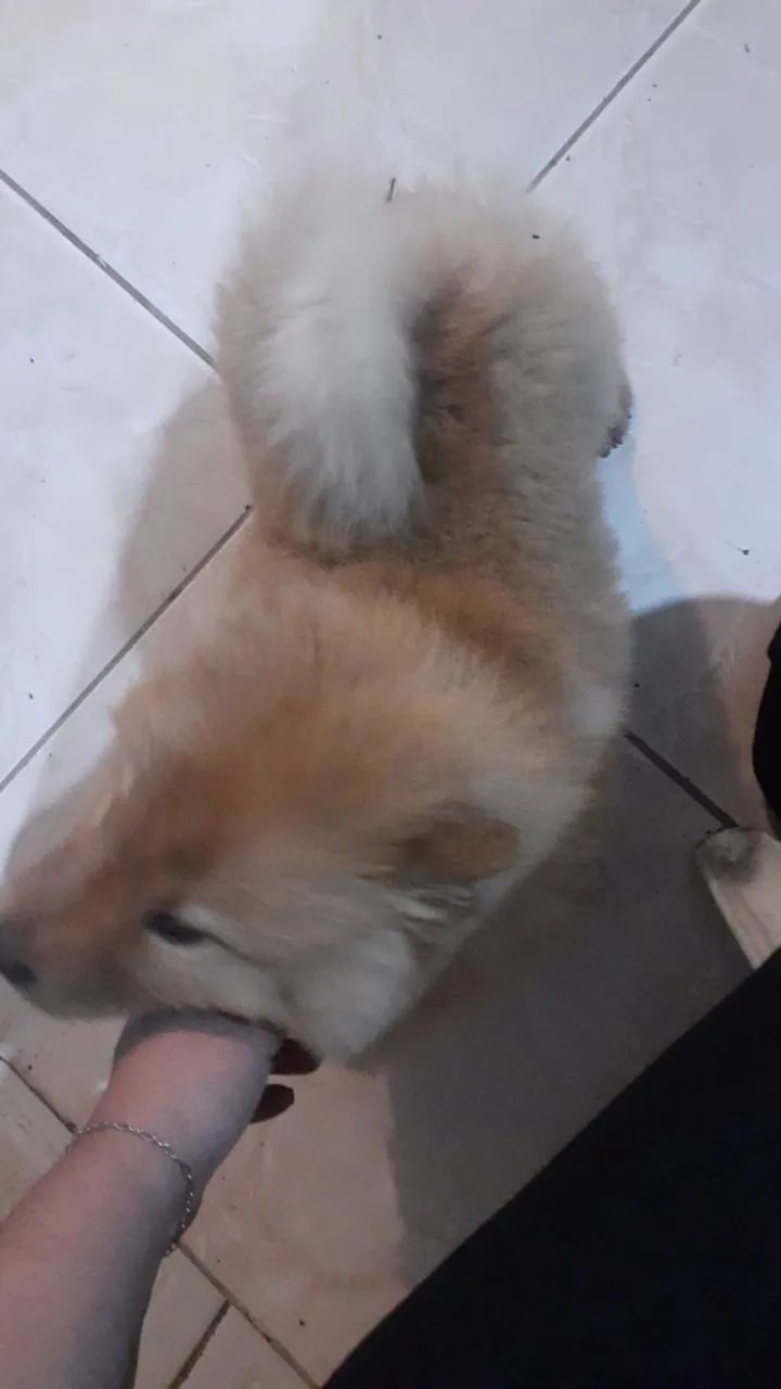 Chow chows lindos - Foto 5