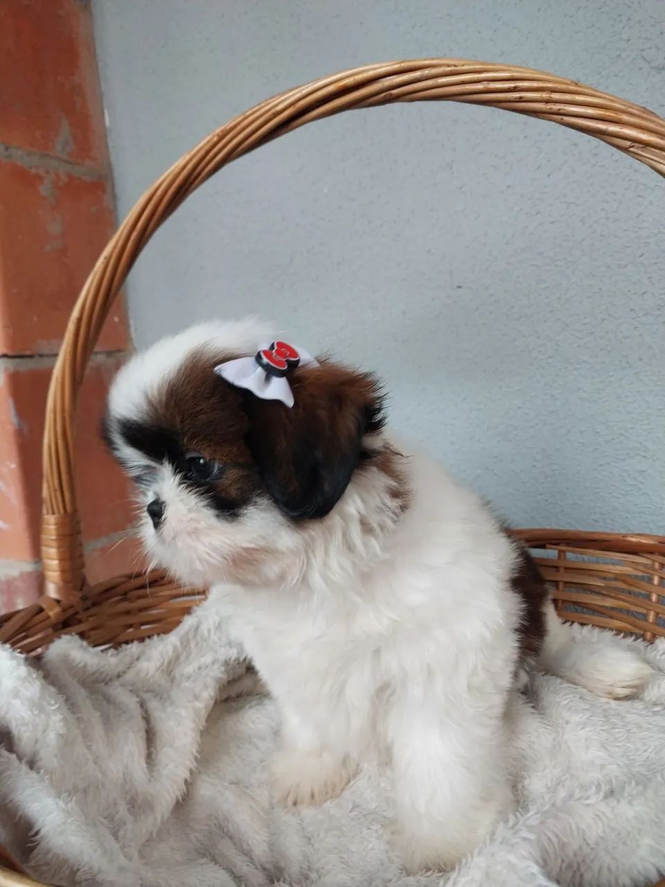 Fêmeas Shih-tzu  - Foto 5