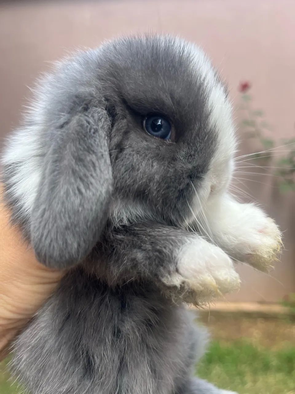 Mini coelho  - Foto 4