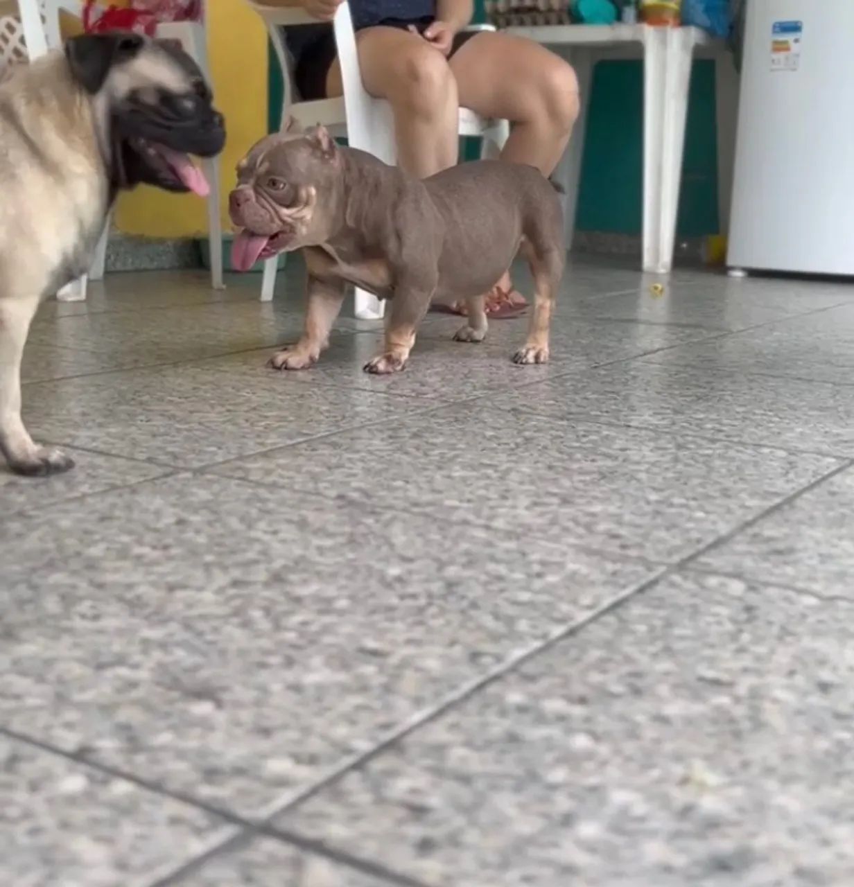 American bully micro  - Foto 2