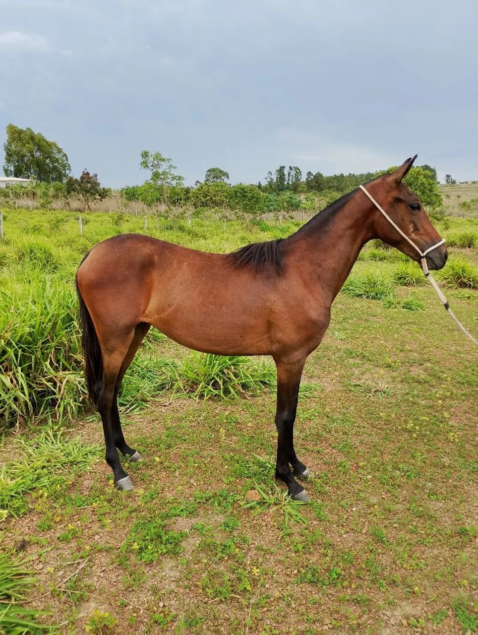 Potra mangalarga marchador registrada