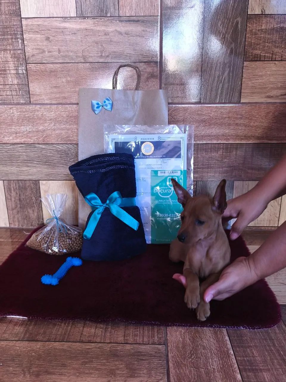 Pinscher miniatura  - Foto 5