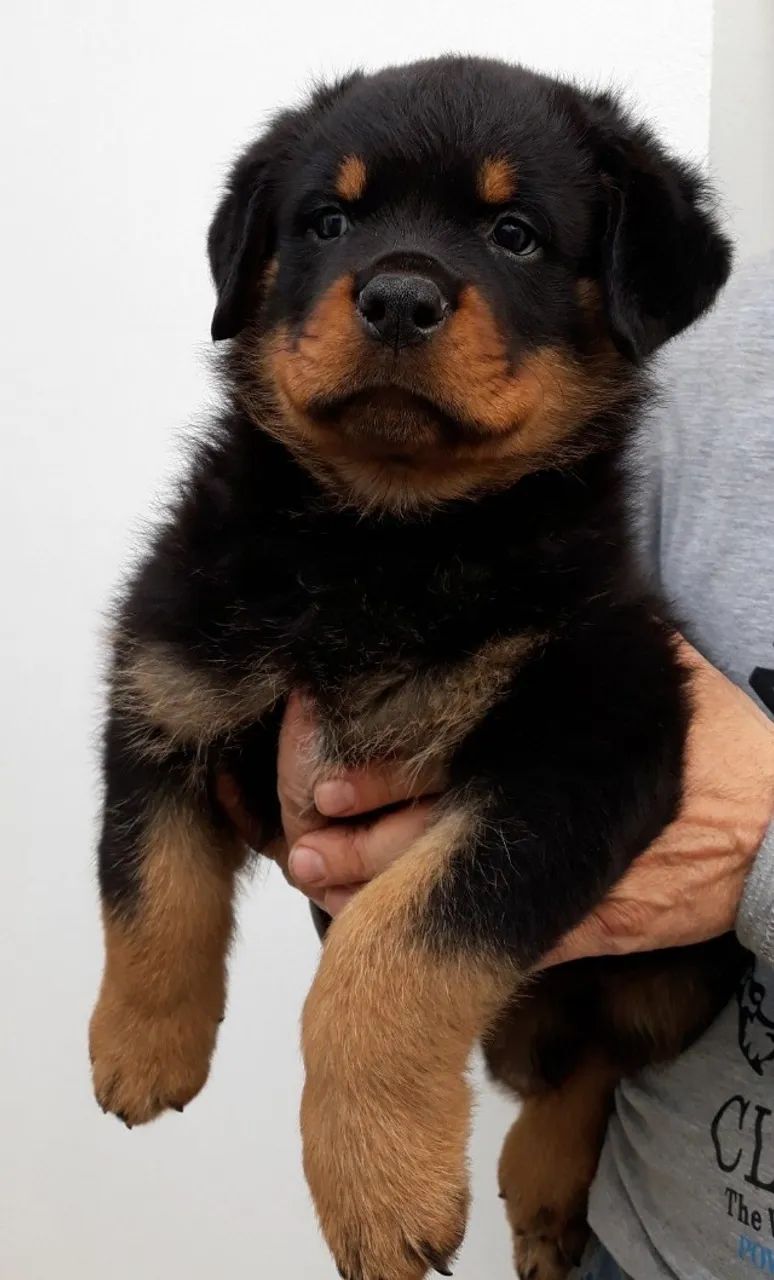 Rottweiler Filhotes  - Foto 3