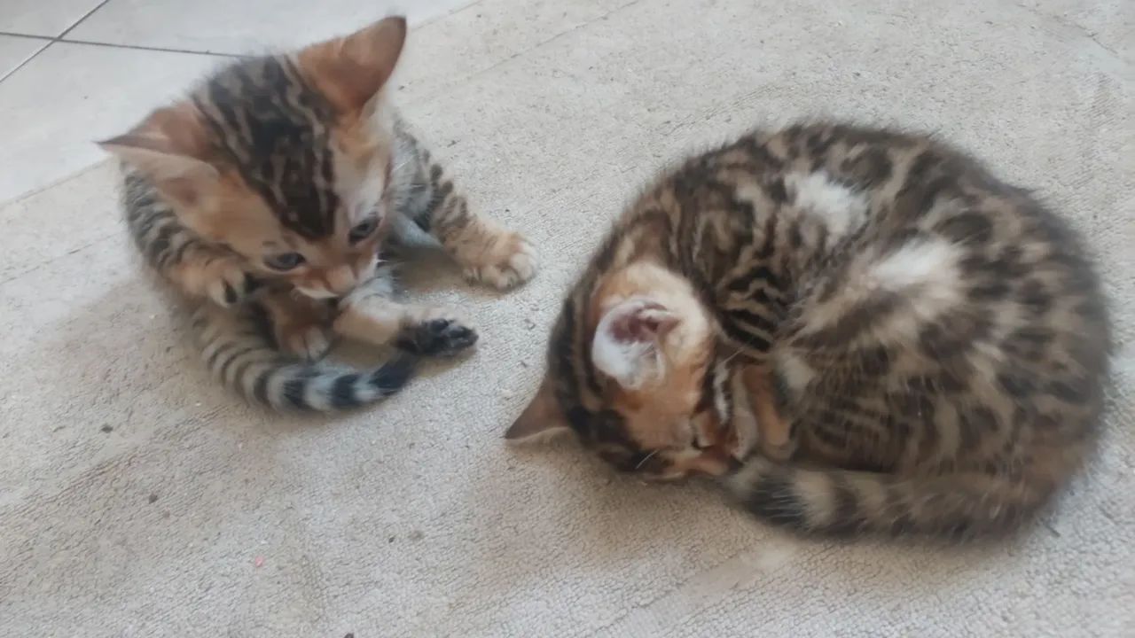 Bengal  - Foto 4
