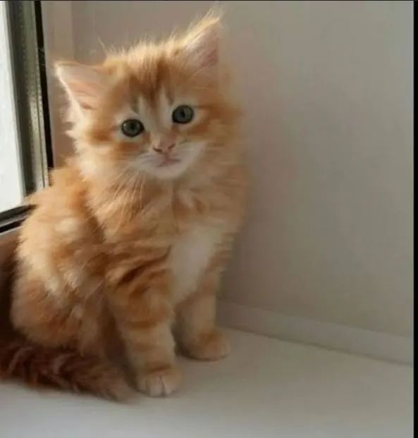 Maine coon  - Foto 2