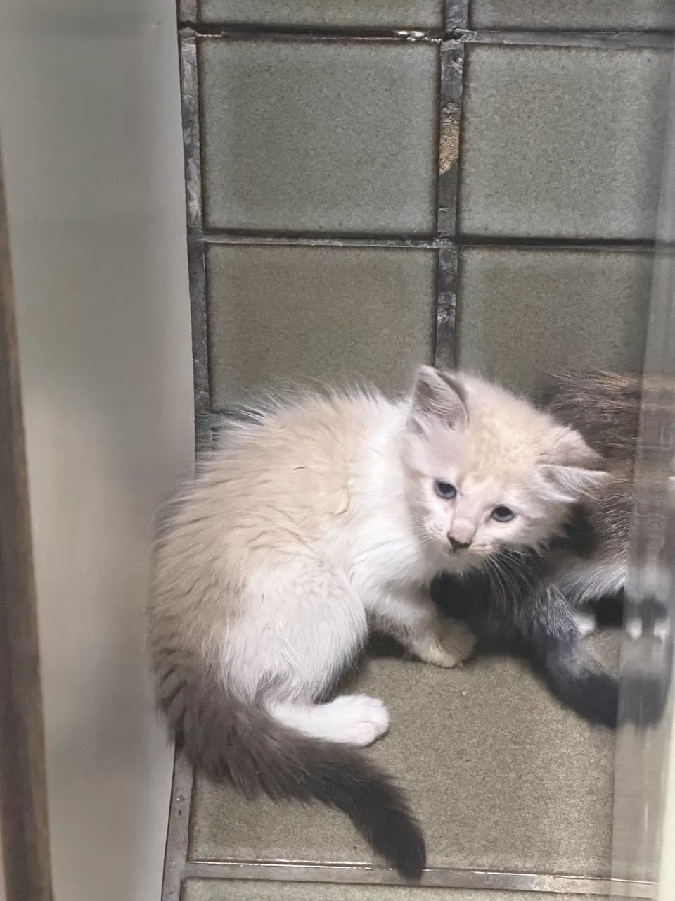Doação de gatos  - Foto 2