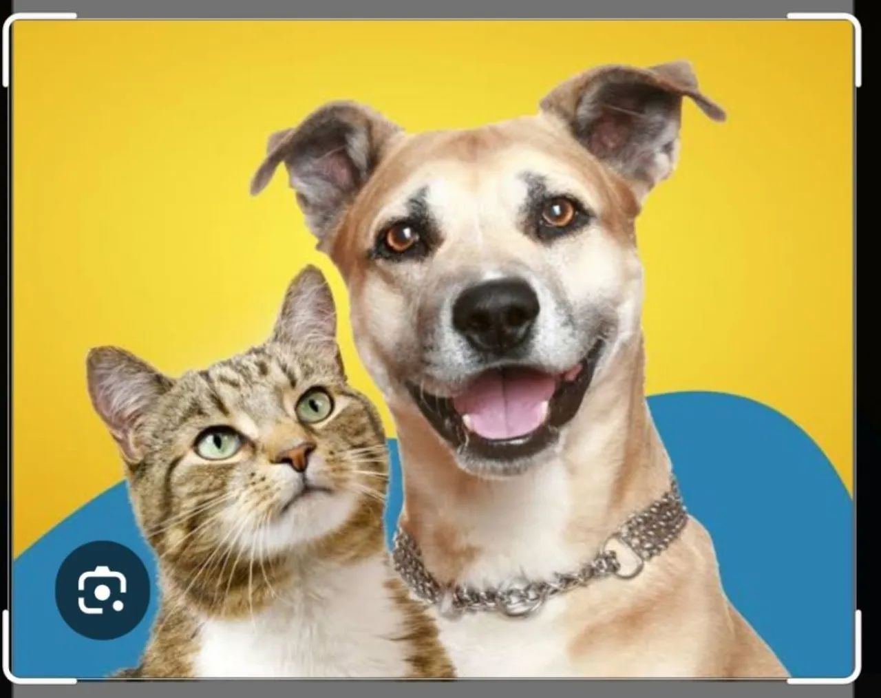 Transporte de pets.