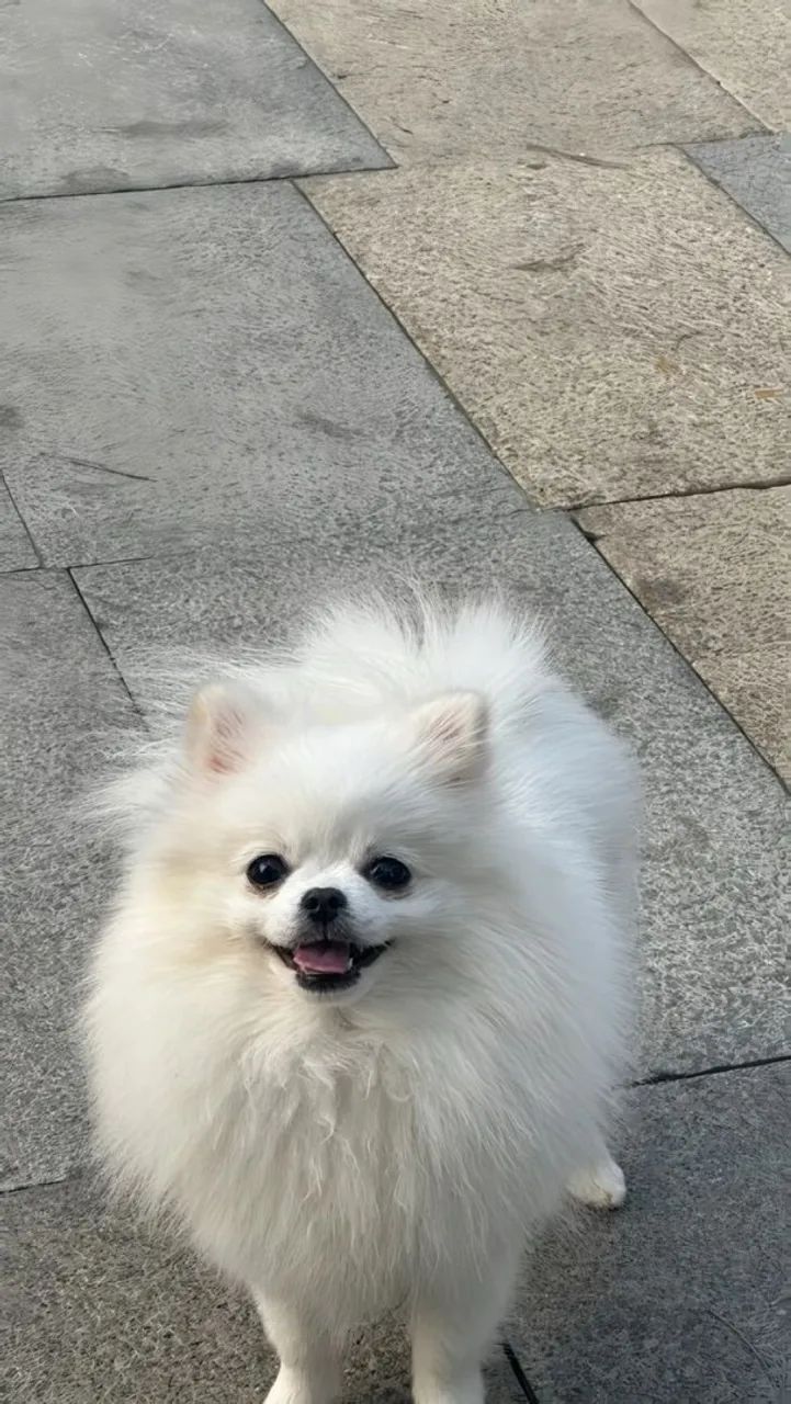 Cachorro - Foto 2